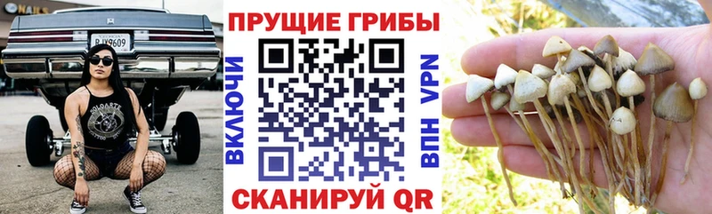 Псилоцибиновые грибы GOLDEN TEACHER купить сайты МЕГА онион Когалым
